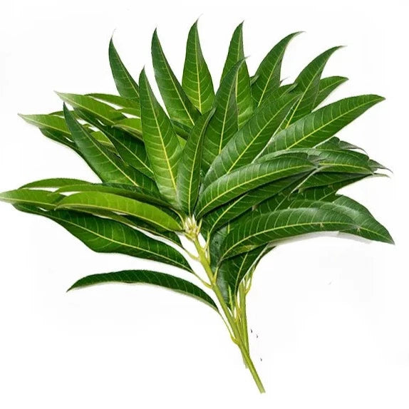 Mango Leaves