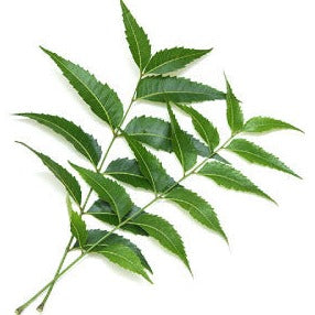 Neem Leaves Fresh